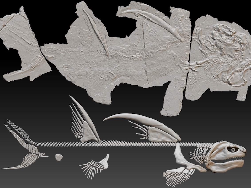 Paleontology and the Fossil Record