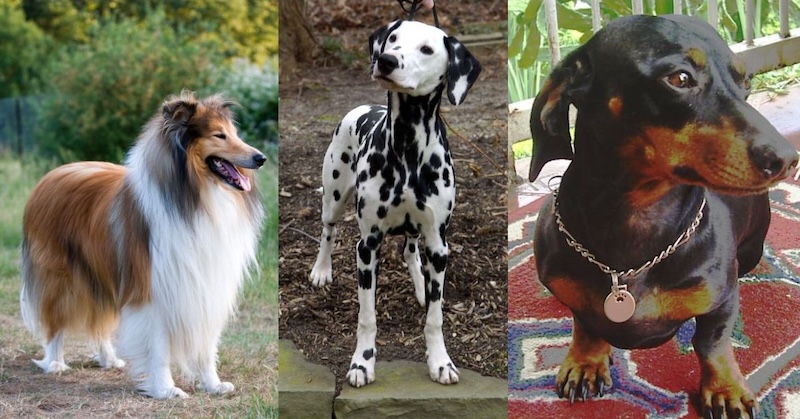 Figure 4: Dogs with different traits. The collie (left) is frequently used to herd sheep and other livestock. They are bred for their thick coats, which protect them from injury and from intemperate weather while they work, and for their intelligence. The Dalmatian (middle) is similarly intelligent, and is bred for its distinctive black and white coat. The dachshund (right) is a short-legged, elongated dog, originally bred to chase rabbits and other small game living in burrows. 