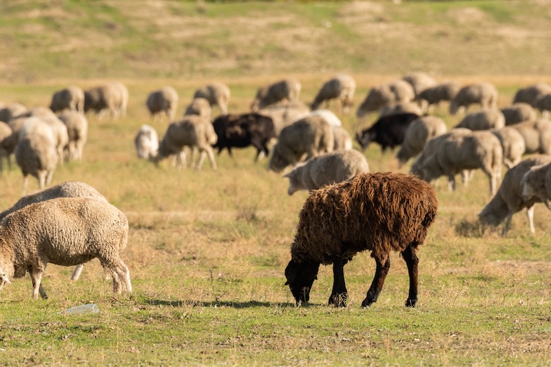 Figure 1: Sheep are selectively bred for various qualities, including the color, length and texture of their coat, the abundance of their milk, or their general hardiness.

