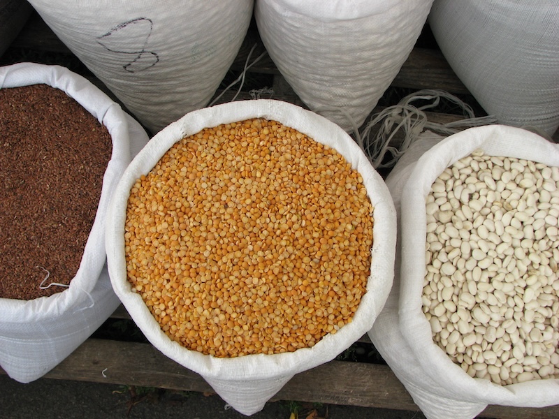 Figure 4: Different phenotypes expressed by Pisum satvium.