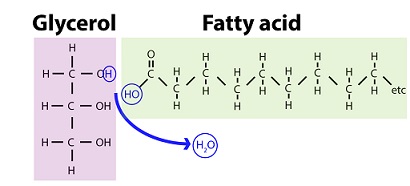 Figure 4: The dehydration synthesis reaction, where a water molecule is formed by "pulling out" two hydrogen atoms and one oxygen atom.