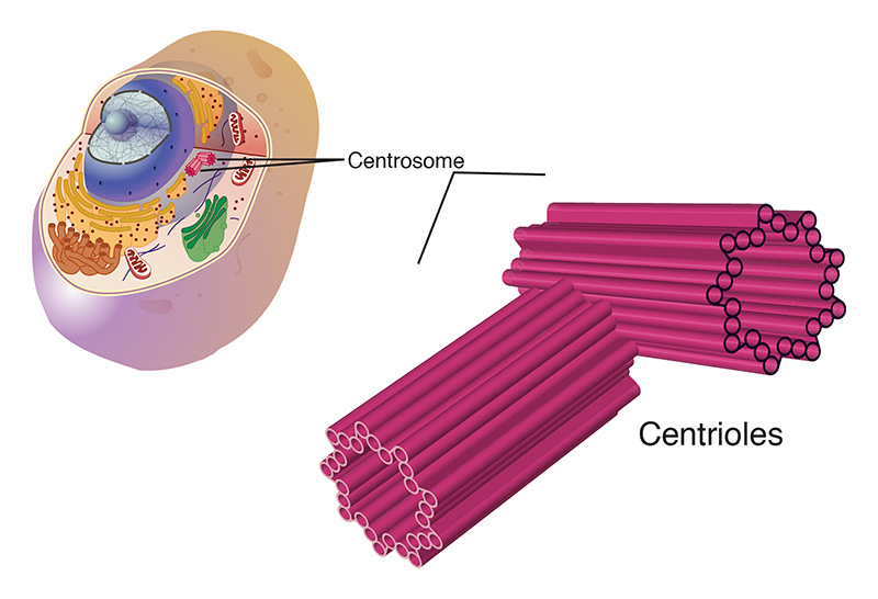 Figure 5: Illustration of a centrosome, which consists of two barrel-like centrioles (each made of tubulin) at right angles to each other.
