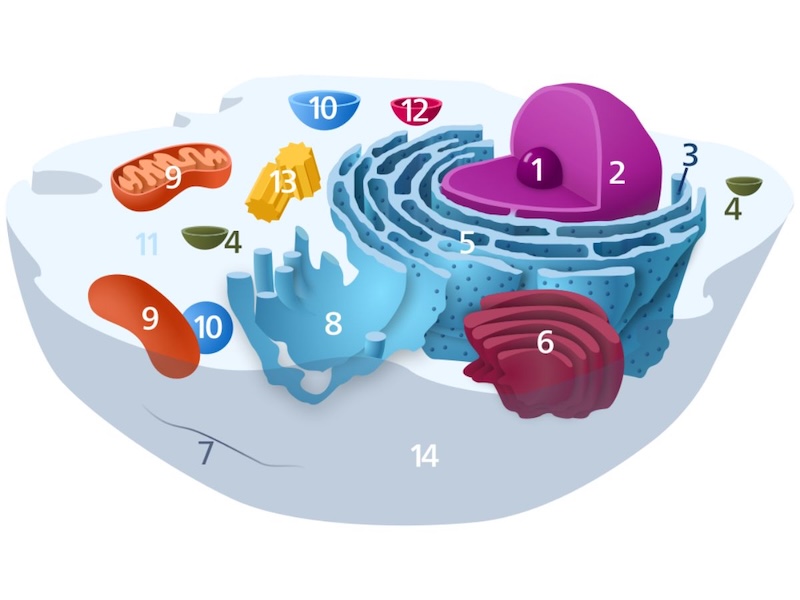 Figure 3: A diagram of a typical animal cell. Number 9 indicates the mitochondria structures in the cell.