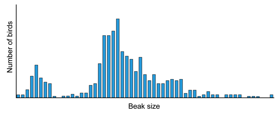 Figure 10: Distribution of relative beak sizes among three species of finches in the Galapagos. Notice how there are two clear populations of finches: one with smaller beaks and one with larger beaks. (Based on Hendry et al., 2009.)