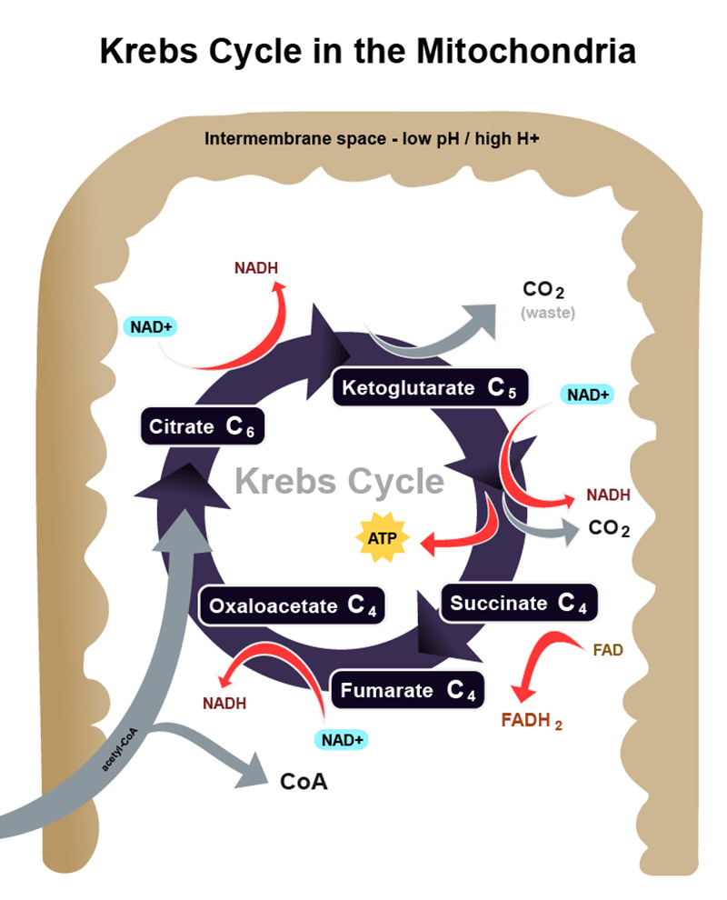Figure 3: The Krebs Cycle within the mitochondria, showing the generation of NADH and FADH2 molecules.