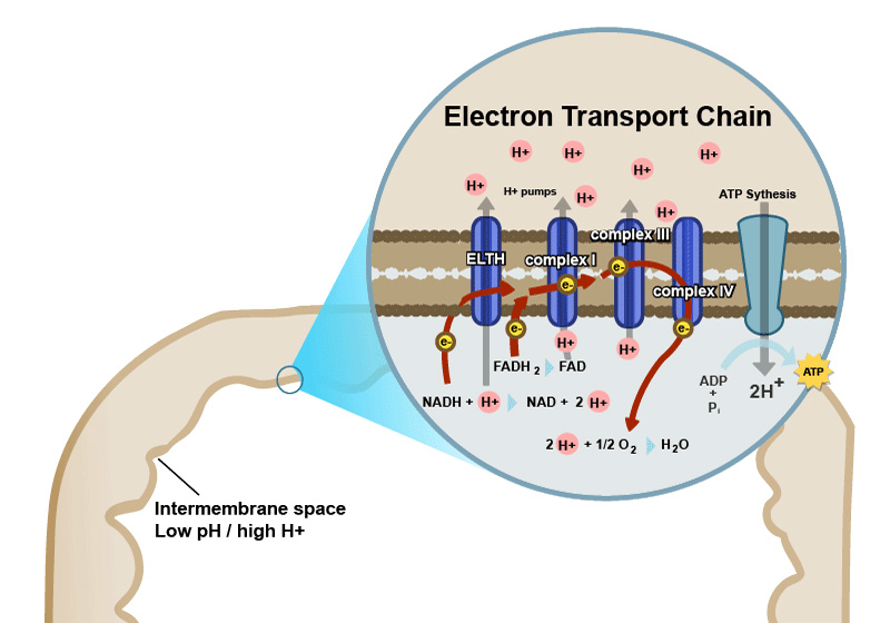 Figure 4: At the barrier to the intermembrane space of the mitochondria exists the Electron Transport Chain (ETC), where electrons move through a series of special enzymes. Both NADH and FADH2 unload their high-energy electrons to the ETC.