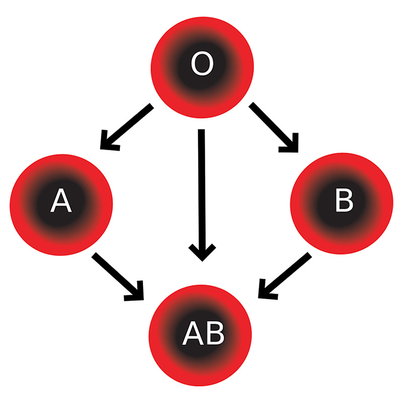 Figure 8: The compatibility of different blood types.

