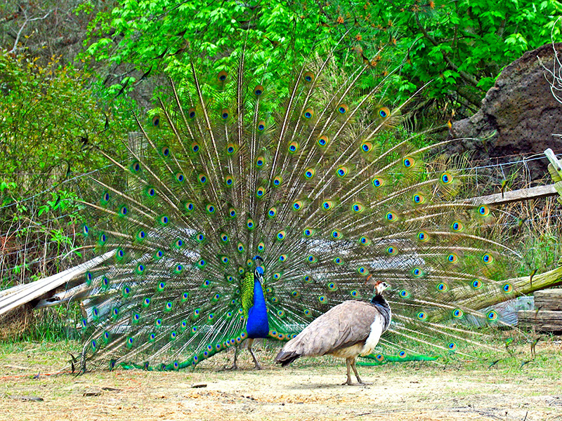 Figure 3: A male peacock attempts to attract a mate by displaying its colorful plume.