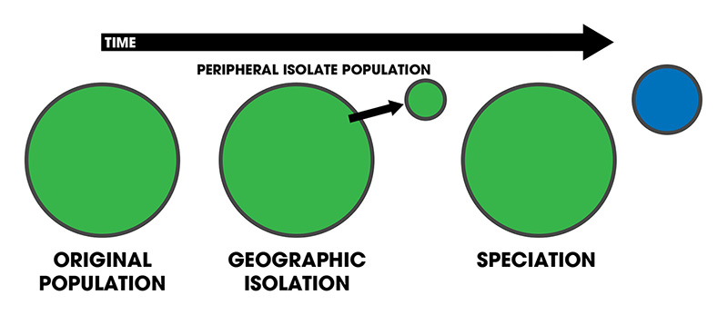 Figure 7: In this diagram a small population (blue) becomes isolated on the periphery of the central population (green), evolving into a separate species.