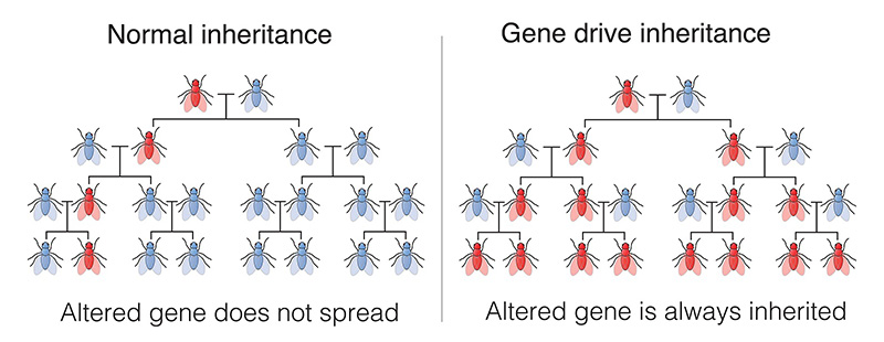 Figure 8: An illustration of gene drive, where a trait is spread to other members of the same species.