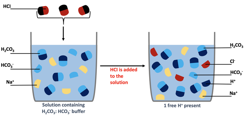 Figure 4: Carbonic Acid Equilibrium
