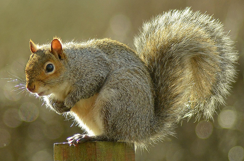 Figure 1: An Eastern Gray Squirrel.