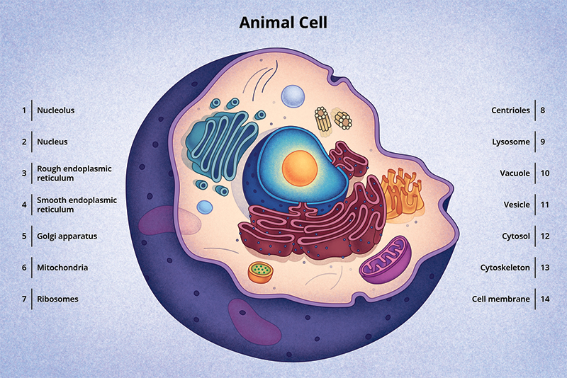 Figure 5: A diagram of a typical animal cell.