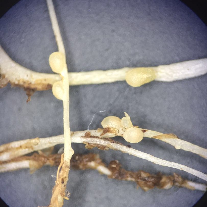 Figure 2: Part of a clover root system bearing naturally occurring nodules of Rhizobium, bacteria that can transform atmospheric nitrogen through the process of nitrogen fixation. Each nodule is about 2-3 mm long. 